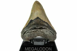 Serrated, Fossil Megalodon Tooth - North Carolina #226466