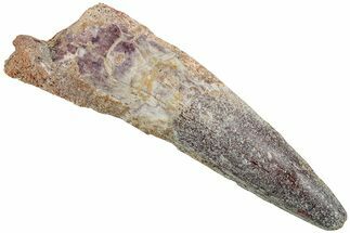 Fossil Spinosaurus Tooth - Real Dinosaur Tooth #227253