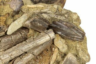 Fossil Hadrosaur Teeth, Tendon & Bone In Sandstone - Wyoming #227486