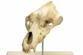 Fossil Upper Cave Bear (Ursus Spelaeus) Skull With Stand #227516