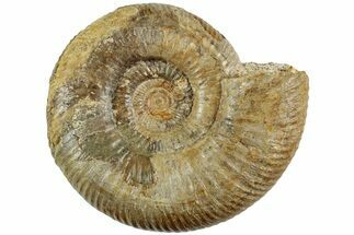 Jurassic Ammonite (Stephanoceras) Fossil - France #227347