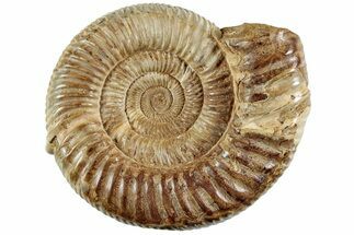 Jurassic Ammonite (Perisphinctes) - Madagascar #227472