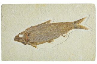 Detailed Fossil Fish (Knightia) - Wyoming #227441