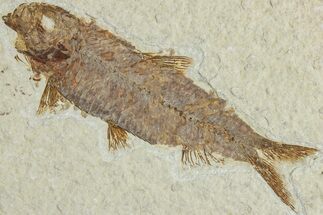 Detailed Fossil Fish (Knightia) - Wyoming #227450