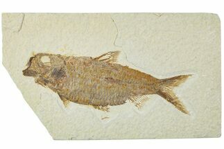 Detailed Fossil Fish (Knightia) - Wyoming #227444