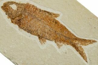 Detailed Fossil Fish (Knightia) - Wyoming #227462