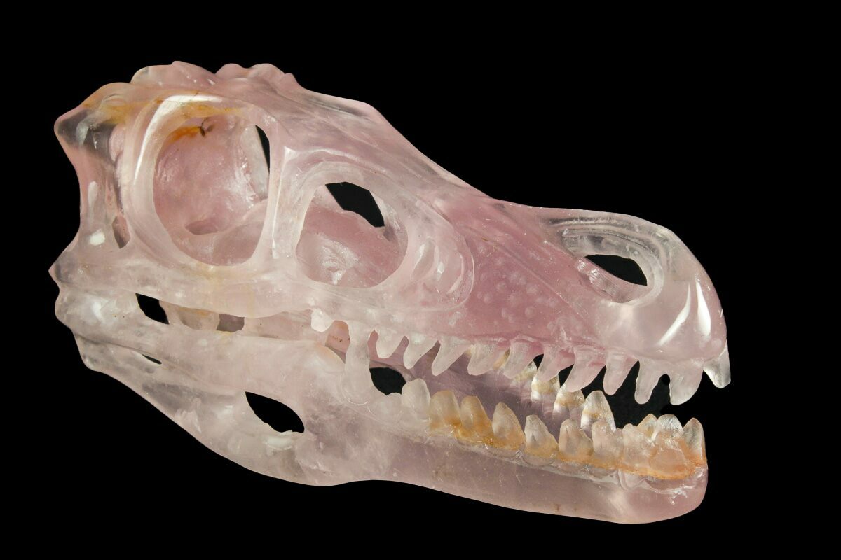 5.2" Carved Rose Quartz Dinosaur Skull Roar! (227044) For Sale