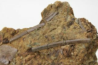 Ossified Dinosaur Tendons In Sandstone - Wyoming #227510
