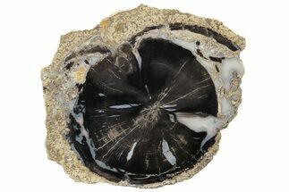 Petrified Wood (Schinoxylon) Round - Blue Forest, Wyoming #227662