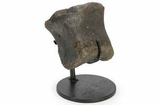 Hadrosaur (Hypacrosaur) Phalanx with Metal Stand - Montana #227727