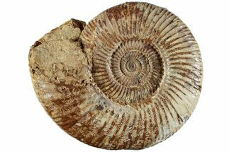 Jurassic Ammonite (Perisphinctes) - Madagascar #227480
