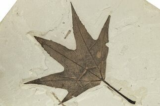 Exceptional Fossil Sycamore (Platanus) Leaf - Utah #227557