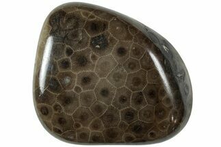 Polished Petoskey Stone (Fossil Coral) - Michigan #227529