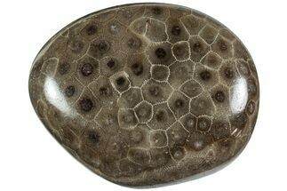 Polished Petoskey Stone (Fossil Coral) - Michigan #227548