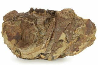 Hadrosaur Jaw, Bone & Tendons In Sandstone - Wyoming #227952