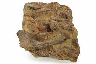 Sandstone With Rooted Hadrosaur Tooth, Tendon & Bone - Wyoming #227966