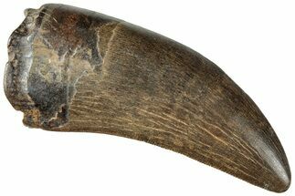Serrated Tyrannosaur Tooth - Judith River Formation #227824