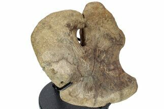 Hadrosaur (Brachylophosaurus?) Coracoid Bone w/ Stand - Montana #227735