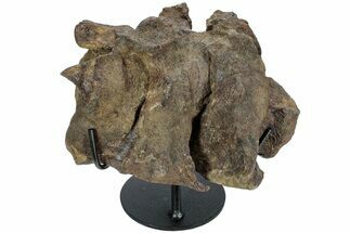 Hadrosaur (Brachylophosaurus?) Sacrum w/ Metal Stand - Montana #227751