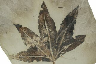 Fossil Sycamore (Macginitiea) Leaf with Insect Predation #227911