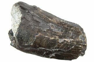 Bargain, Serrated Tyrannosaur Tooth - Two Medicine Formation #227830