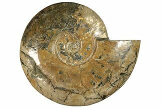 Flashy, Polished Ammonite (Cleoniceras) Fossil - Madagascar #227469