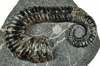 Cretaceous Heteromorph Ammonite (Aegocrioceras) Fossil - Germany #228156
