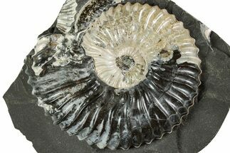 Iridescent Ammonite (Deshayesites) Fossil #228162