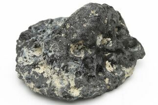 Fossil Alligator Dermal Scute - Florida #228337