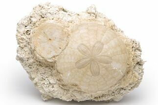 Two Fossil Sand Dollars (Scutella) - France #227723