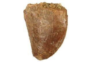 Serrated, Juvenile Carcharodontosaurus Tooth #228783