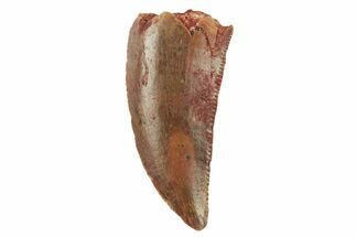 Serrated, Raptor Tooth - Real Dinosaur Tooth #228798