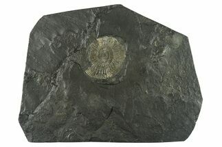 Dactylioceras Ammonite - Posidonia Shale, Germany #228068
