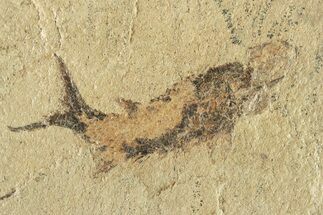 Carboniferous Fish (Gyrolepidotus) - Siberia #228885