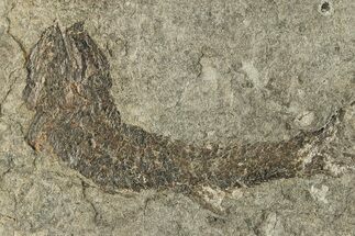 Carboniferous Fish (Gyrolepidotus) - Siberia #228886