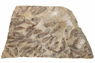 Fossil Fish (Gosiutichthys) Mortality Plate - Wyoming #228939