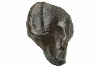 Triceratops Shed Tooth - Montana #229162