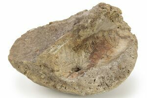 Dinosaur Bones For Sale - FossilEra.com