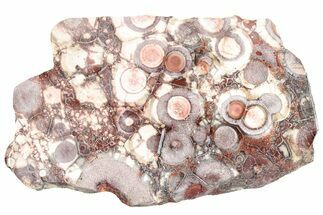 Polished Bird's Eye Jasper (Rhyolite) Section - Mexico #229048