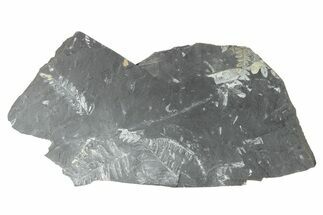 Fossil Seed Fern (Alethopteris) Plate - Pennsylvania #229315