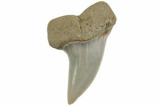 Fossil Shark Tooth (Carcharodon planus) - Bakersfield, CA #228933