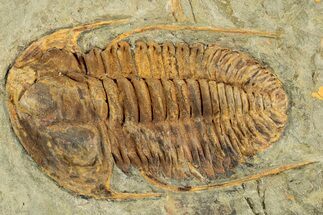Cambrian Trilobite (Hamatolenus) - Tinjdad, Morocco #229608