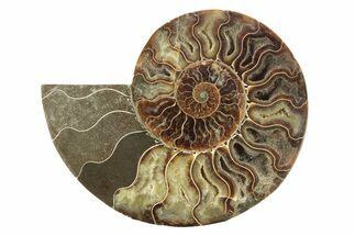 Cut & Polished Ammonite Fossil (Half) - Madagascar #229915