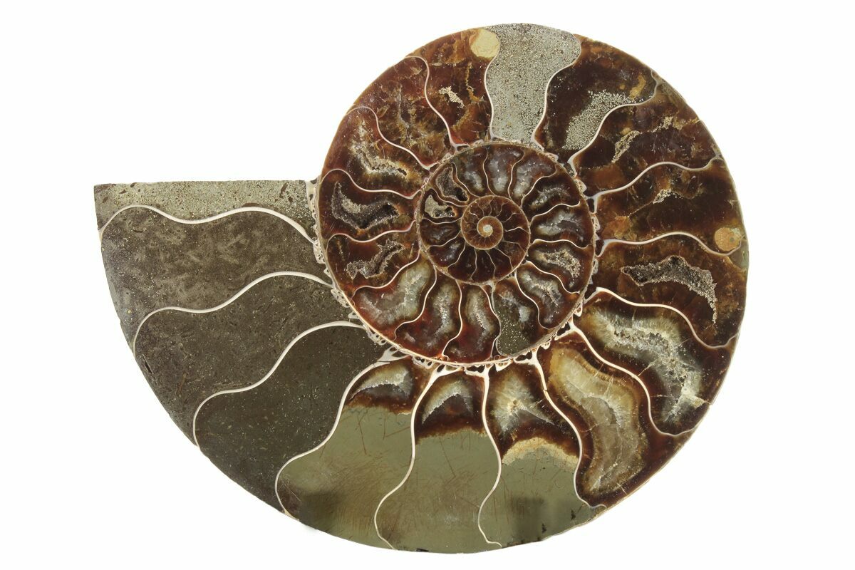 Lovely Madagascar Ammonite Cut In Half And Polished Cretaceous