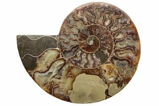 Bargain, Cut & Polished Ammonite Fossil (Half) - Madagascar #229988