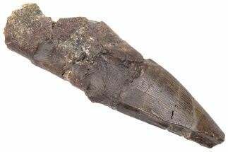 Tyrannosaur (Nanotyrannus?) Premaxillary Tooth - Montana #218943