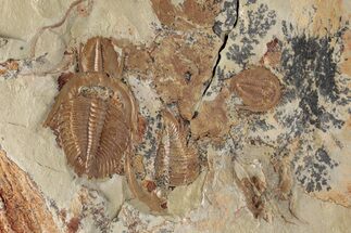 Cluster Of Juvenile Dikelokephalina Trilobites - With Pos/Neg Split #230519