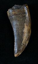 Nanotyrannus Tooth - Montana #13927