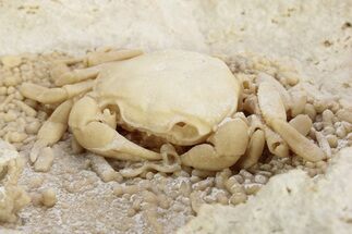 Fossil Crab (Potamon) Preserved in Travertine - Turkey #230625