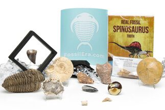 Holiday Fossil Gift Box #230779